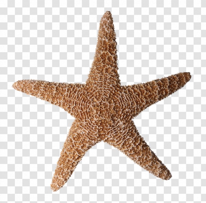 Starfish Tiny Ship Photography Clip Art - Randomness Transparent PNG