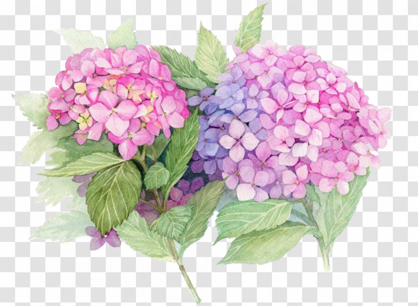 French Hydrangea Paper Painting Flower Decoupage - Drawing - Purple Watercolor Flowers Transparent PNG