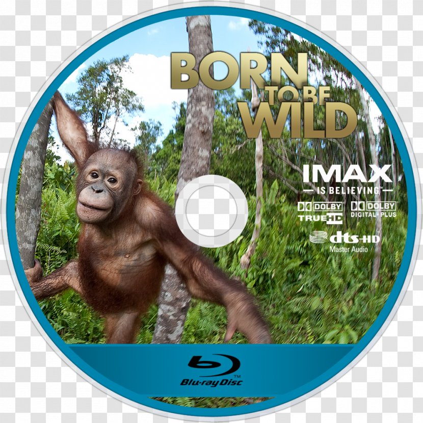 Orangutan Gorilla Omniversum IMAX Jungle M - Scheveningen Transparent PNG