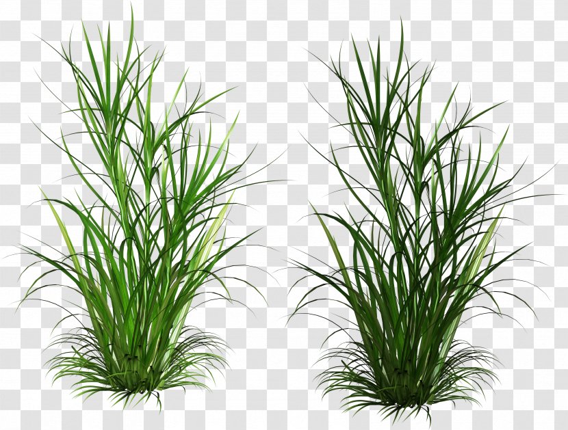Scutch Grass Weed Ornamental - Commodity Transparent PNG