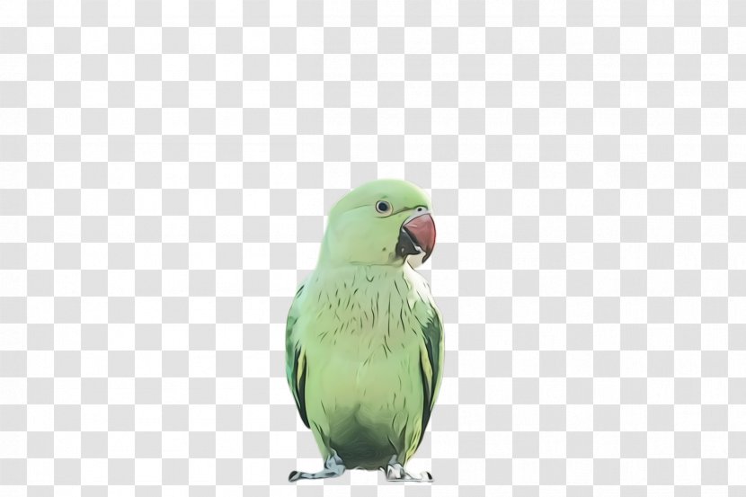 Colorful Background - Green - Wing Adaptation Transparent PNG