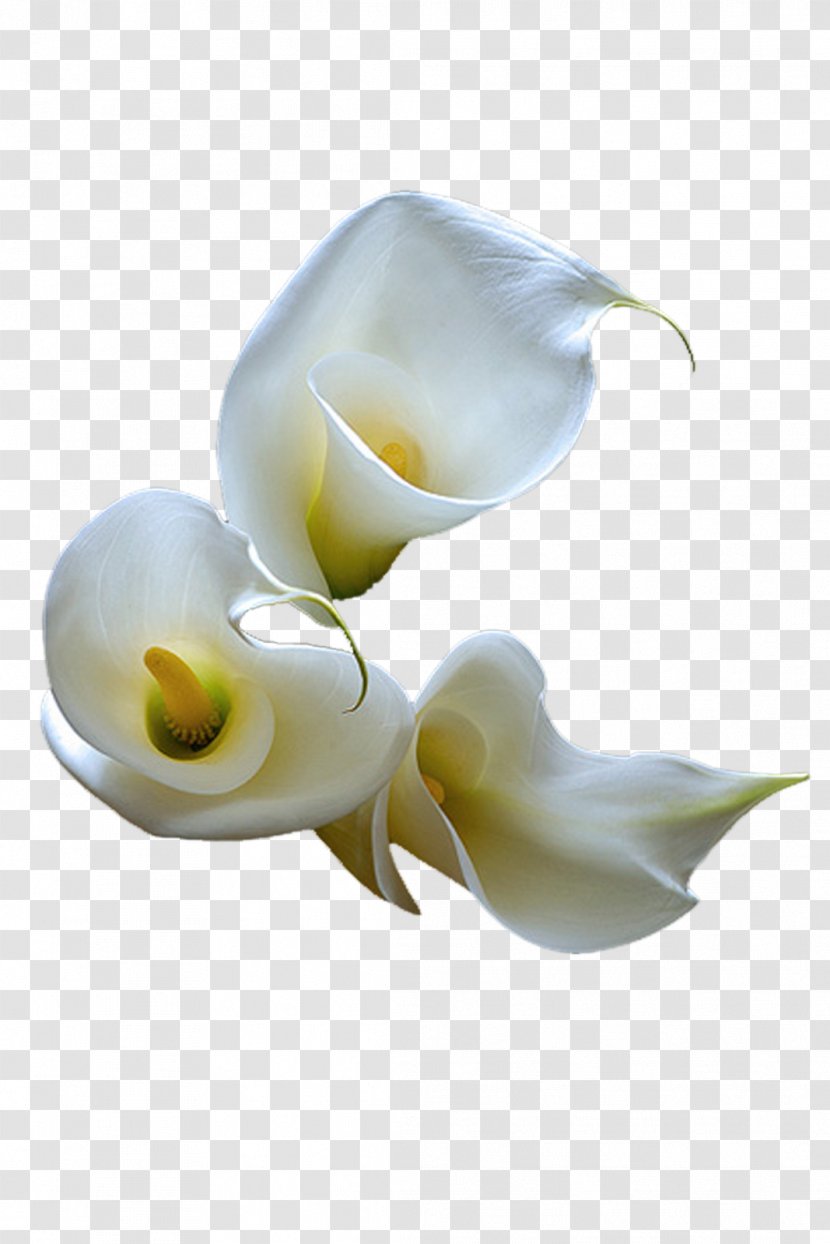 Flower Arum-lily Photography Clip Art - Alismatales - Callalily Transparent PNG