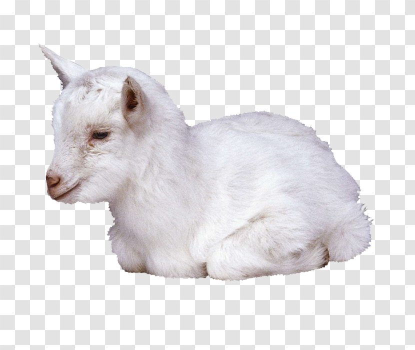 Goat Sheep Clip Art - Goats Transparent PNG