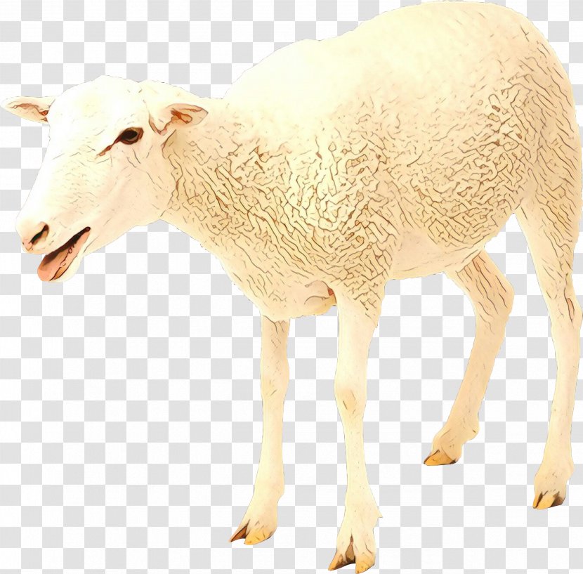 Sheep Goat Cattle Mammal Fauna - Animal Transparent PNG