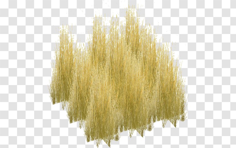 Grasses Wiki Savanna - Tall Grass Texture Transparent PNG