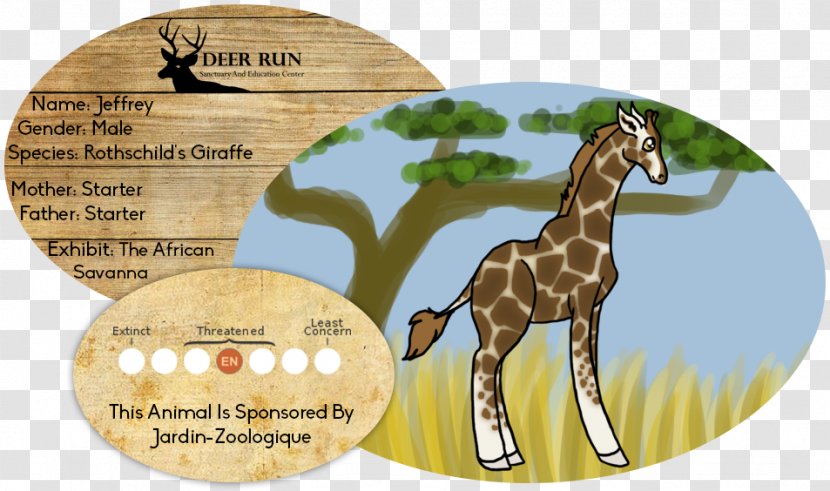 Giraffe Horse Mammal Wildlife Terrestrial Animal Transparent PNG