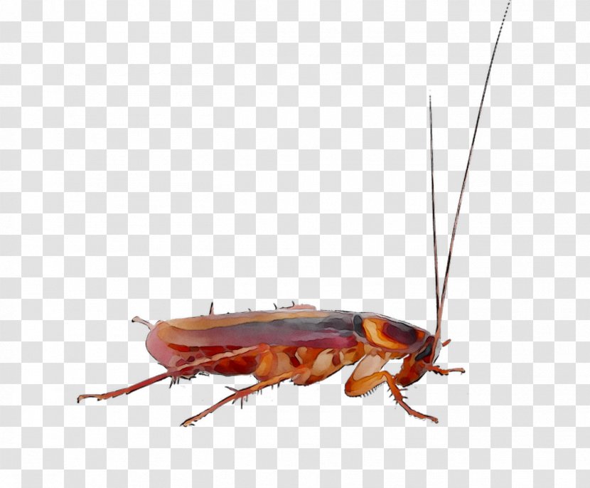 Cockroach Pest Control Roach Bait Insect - Organism Transparent PNG