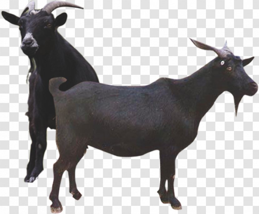 Goat Gratis Agriculture - Livestock - Two Black Goats Transparent PNG