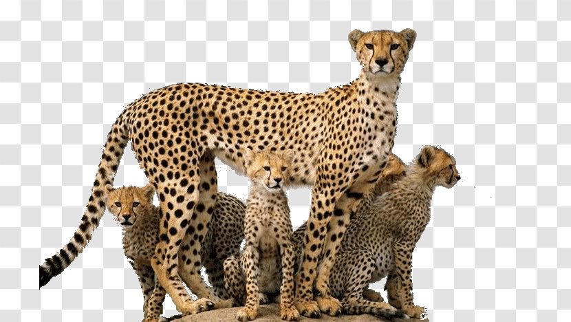 Leopard Felidae Asiatic Cheetah Cougar - Terrestrial Animal Transparent PNG