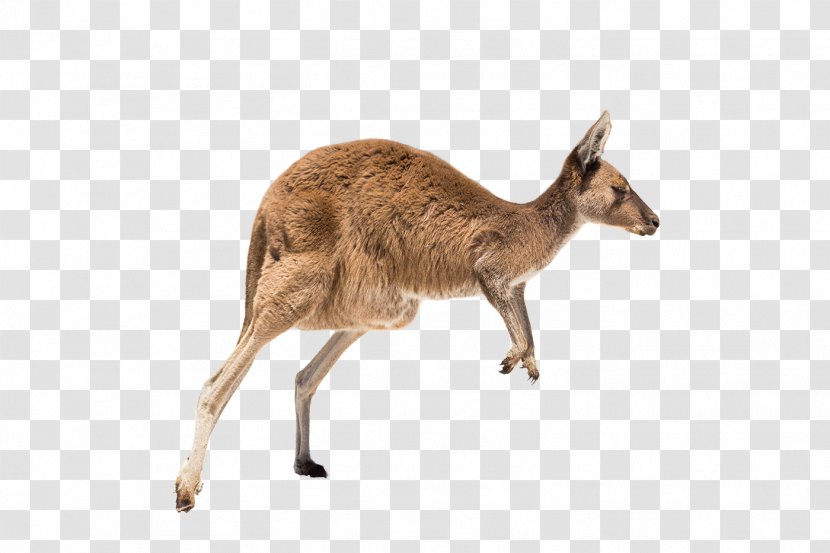Flinders Chase National Park Uluru Adelaide Cape Jervis Port Lincoln - Fur - The Running Kangaroo Transparent PNG