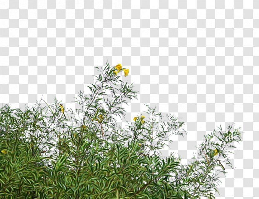 Plant Flower Vegetation Grass Flowering - Herbaceous - Perennial Transparent PNG