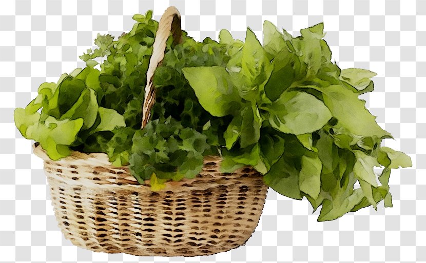 Spring Greens Romaine Lettuce Herb - Superfood Transparent PNG