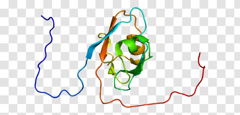 DLG5 Genetic Code Membrane-associated Guanylate Kinase DLG3 - Heart - Basal Duct Transparent PNG