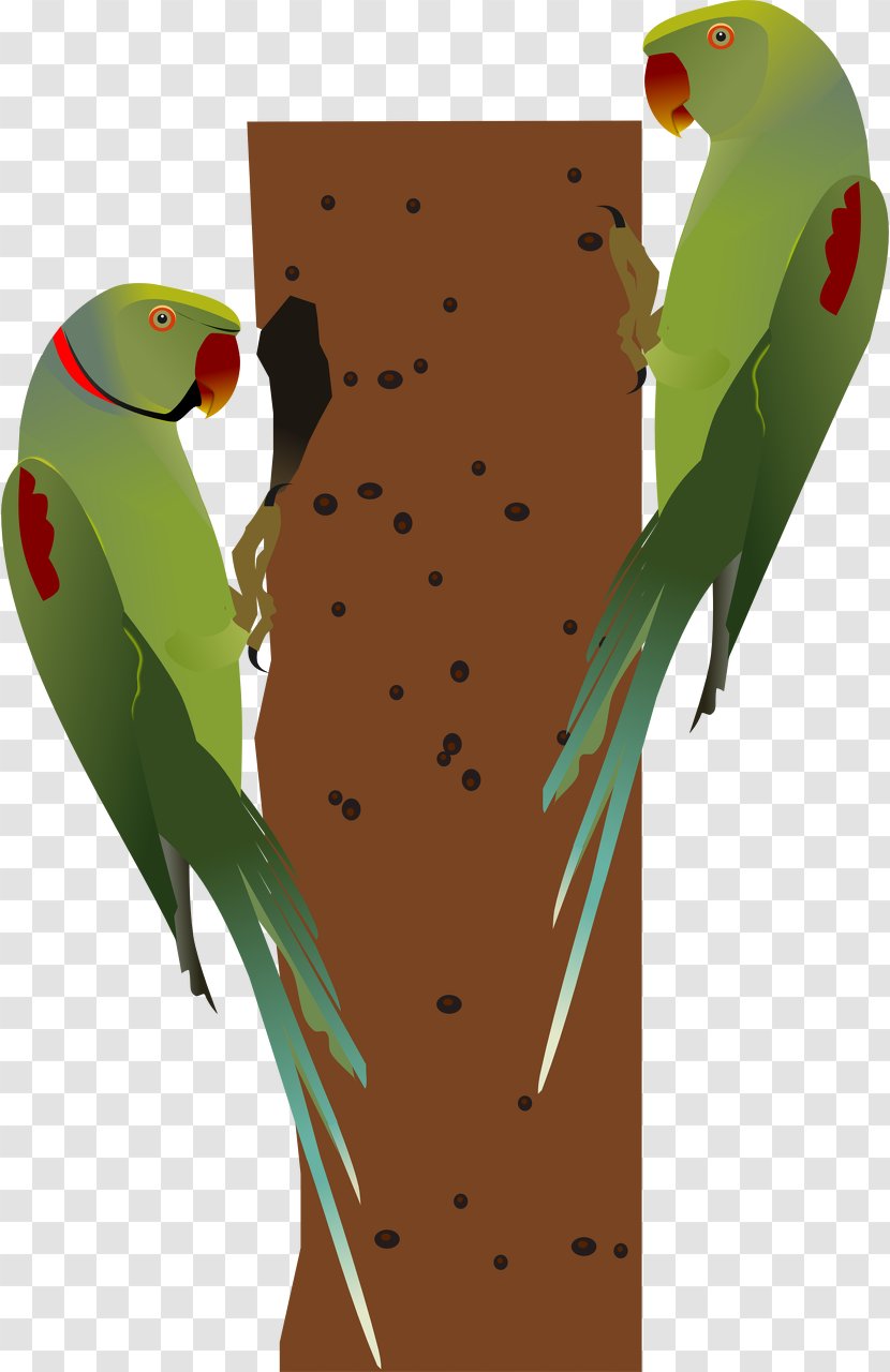 Bird Alexandrine Parakeet Parrot Red-breasted Rose-ringed - Wing Transparent PNG