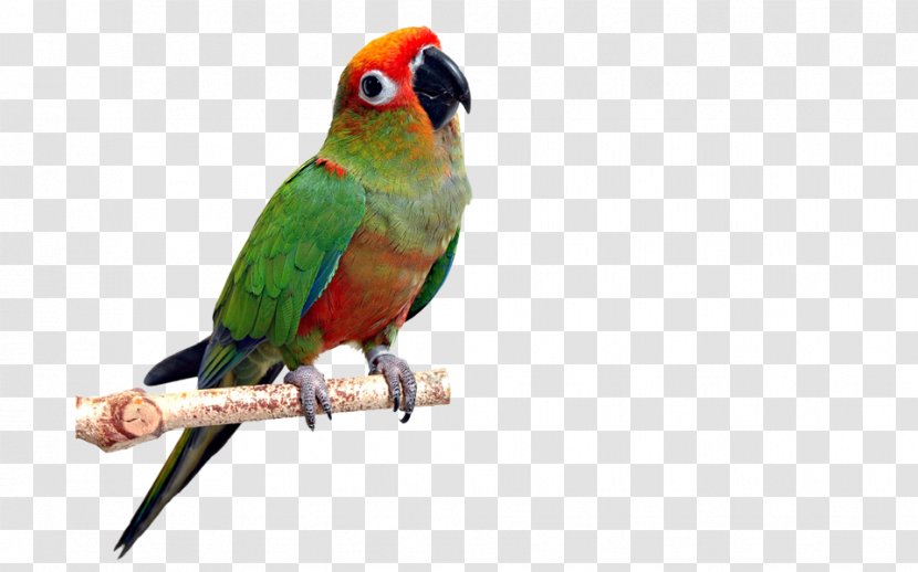 Parrot Bird Avian Veterinarian Conure - Pet Transparent PNG