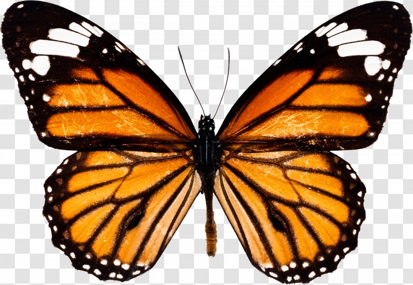 Monarch Butterfly Insect - Polymorphism - Watercolor Transparent PNG