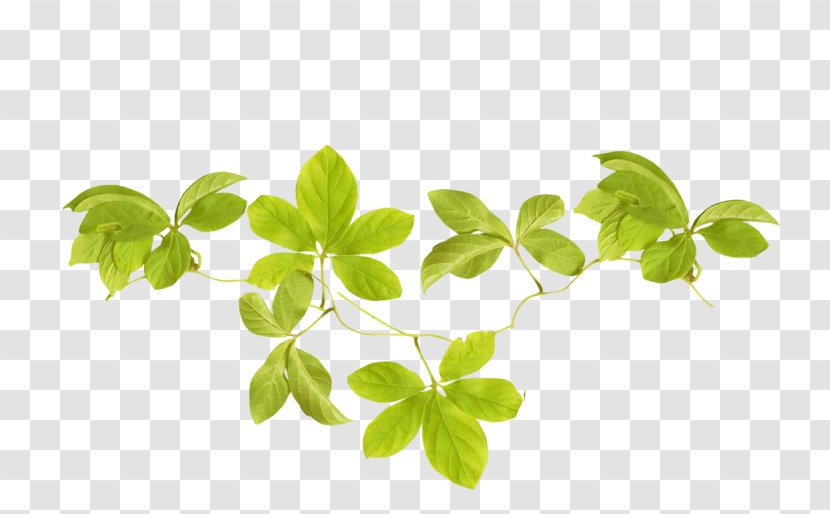 Leaf Image Branch Photography - Herb - Feuillage Mockup Transparent PNG