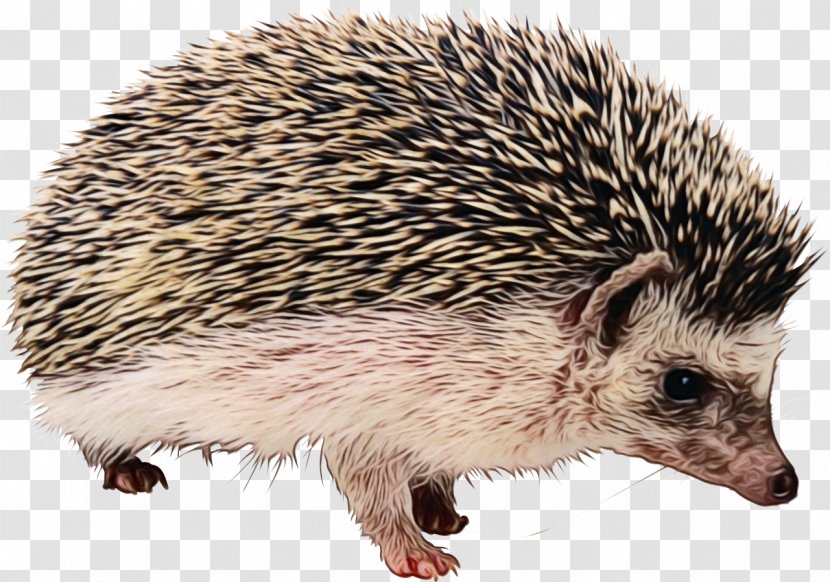 Erinaceidae Hedgehog Domesticated Porcupine Terrestrial Animal - New World Snout Transparent PNG