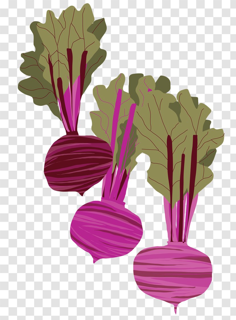 Beetroot Drawing Watercolor Painting - Art Transparent PNG