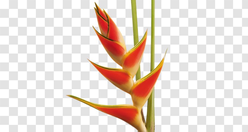 Cut Flowers Heliconia Bihai Tropical Garden Plant - Feather - Strelitzia Reginae Transparent PNG