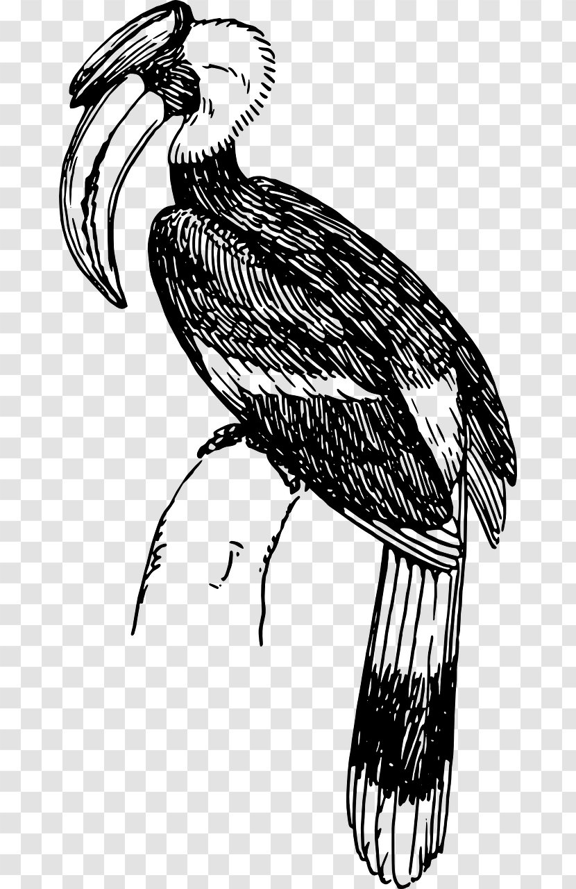 Bird Line Drawing - Art - Piciformes Coloring Book Transparent PNG
