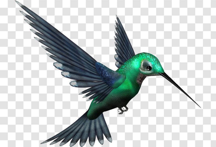 Hummingbird Clip Art - Bird - Haming Birds Transparent PNG