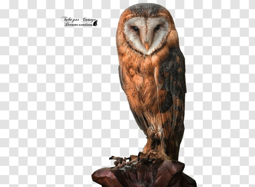 Tawny Owl Bird Great Horned Barn - Of Prey Transparent PNG