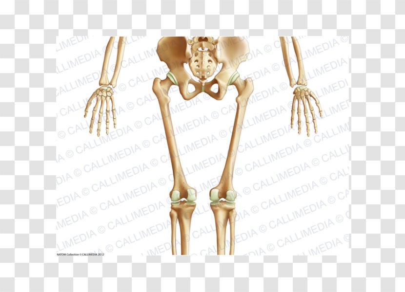 Pelvis Human Body Skeleton Anatomy Bone - Silhouette Transparent PNG
