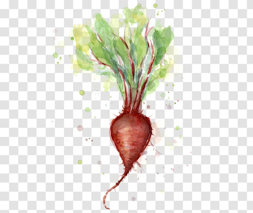 Beetroot Watercolor Painting Art Vegetable - Still Life Transparent PNG