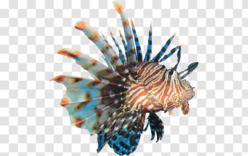 Coral Reef Fish Red Lionfish Clip Art - Sea Transparent PNG