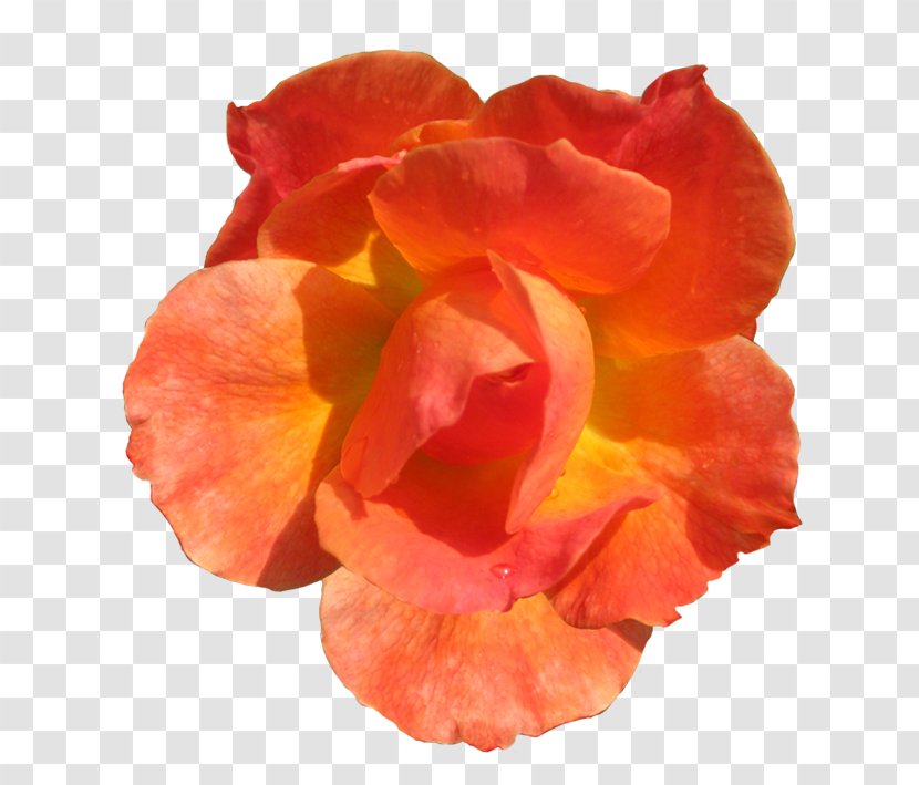 Orange Flower Rose Red Clip Art - Family Transparent PNG