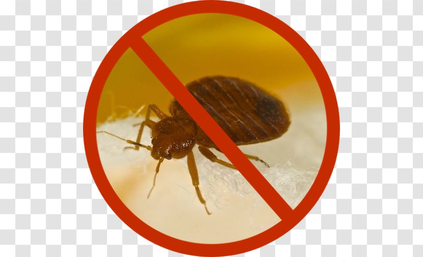 Insect Bed Bug Control Techniques Infestation Pest - Parasitism Transparent PNG