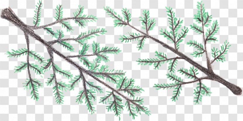 Spruce Fir Larch Twig Plant Stem - Leaf Transparent PNG