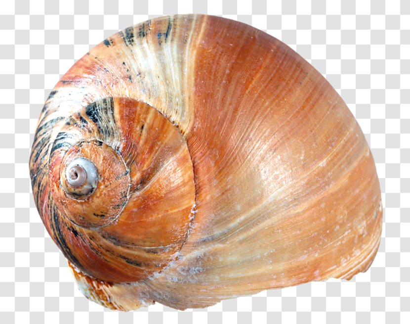 Cockle Oyster Clam Mussel Seashell Transparent PNG