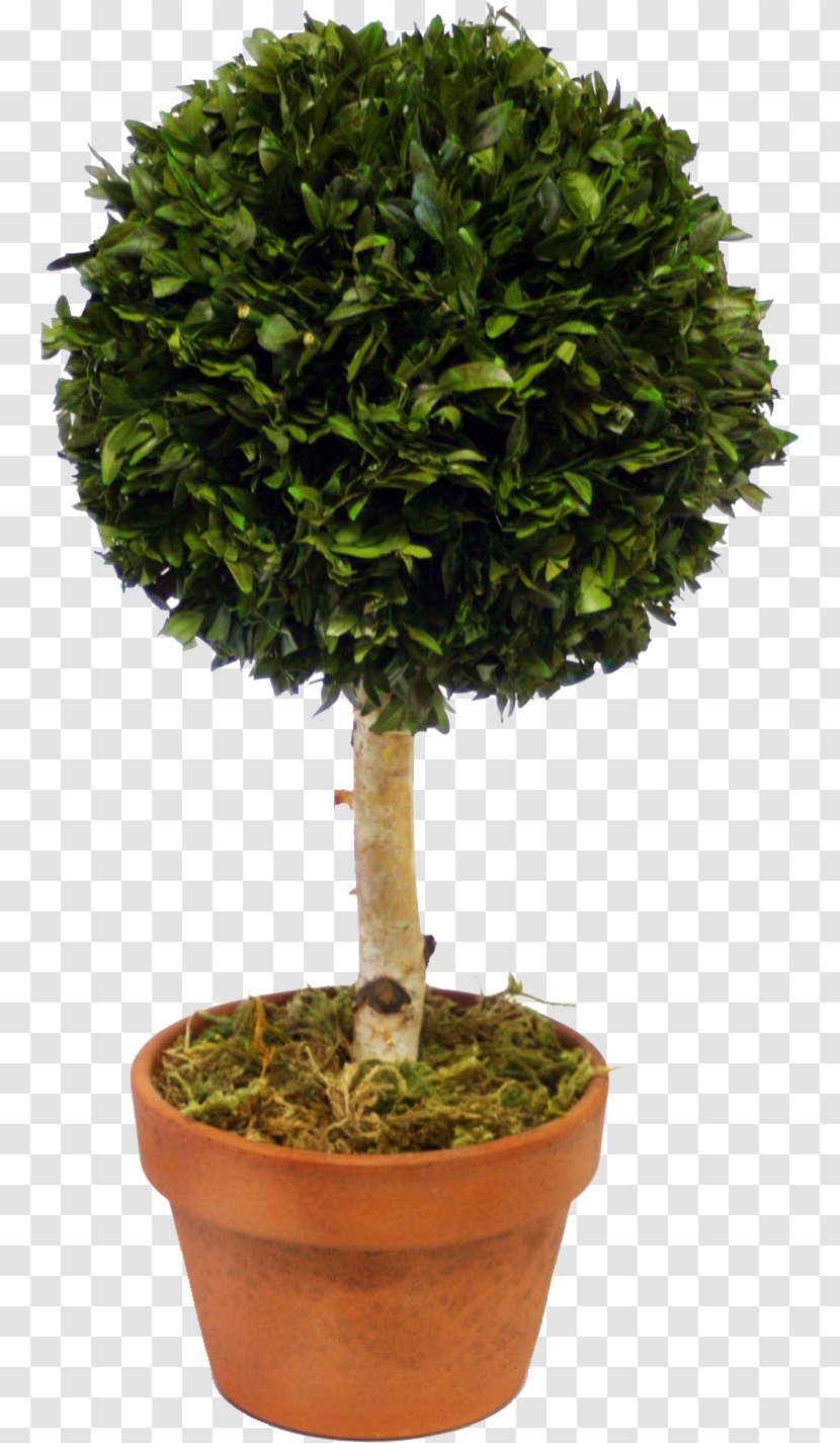 Sageretia Theezans Bonsai Shrub Tree Houseplant - Plants Transparent PNG