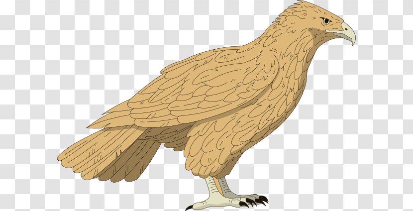 Red-tailed Hawk Clip Art - Stockxchng - Falcon Cliparts Transparent PNG
