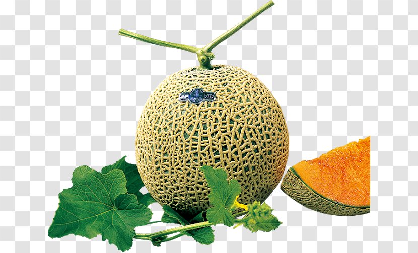 Honeydew Cantaloupe Galia Melon Brix - Watermelon Plant Transparent PNG