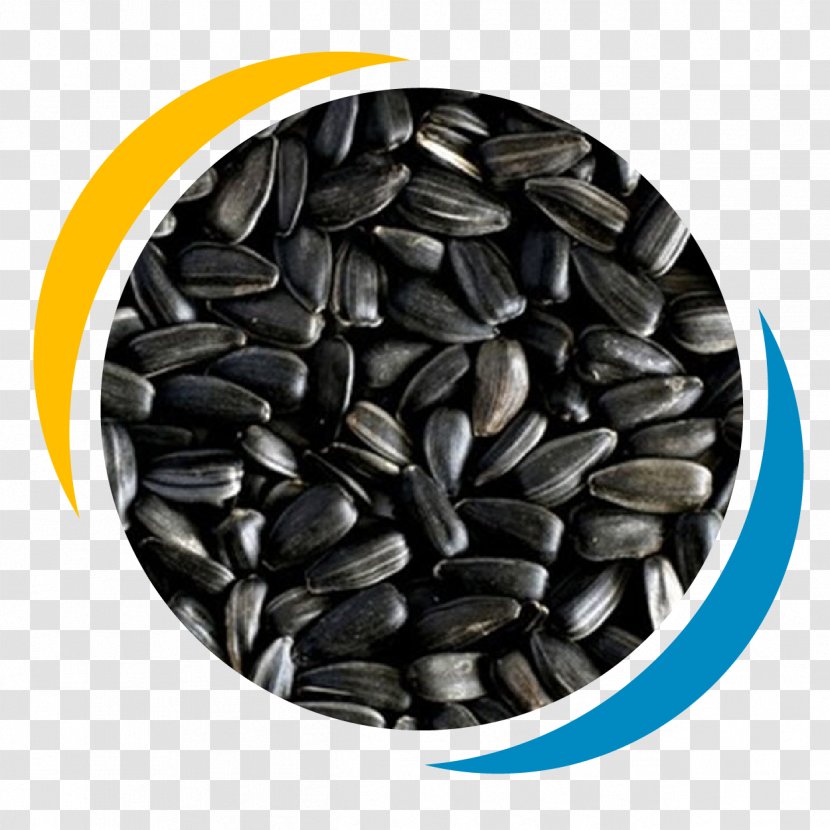 Sunflower Seed Common Food Energy - Oil Transparent PNG