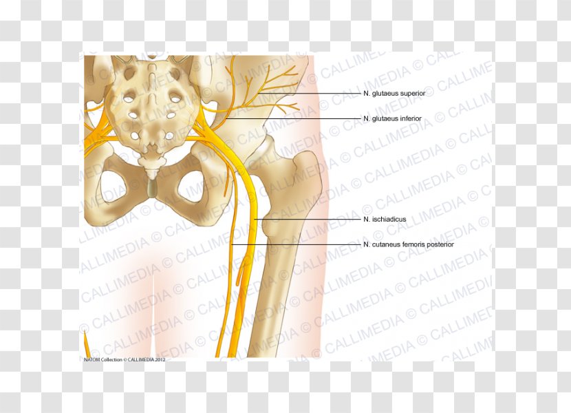 Bone Hip Pelvis Human Anatomy - Watercolor - Frame Transparent PNG