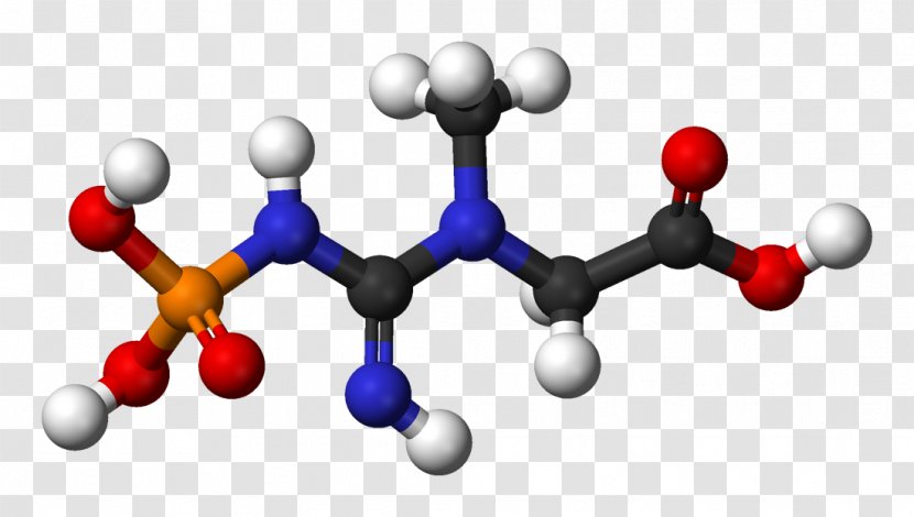 Dietary Supplement Phosphocreatine Creatine Supplements Adenosine Triphosphate - Arginine - Scientific Modeling Transparent PNG