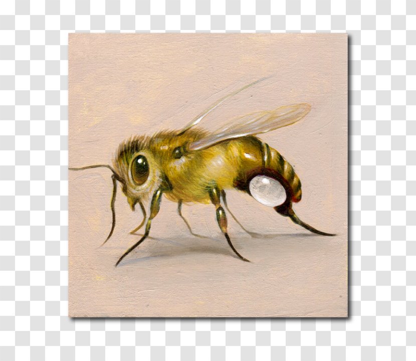 Honey Bee - Rock Posters Transparent PNG