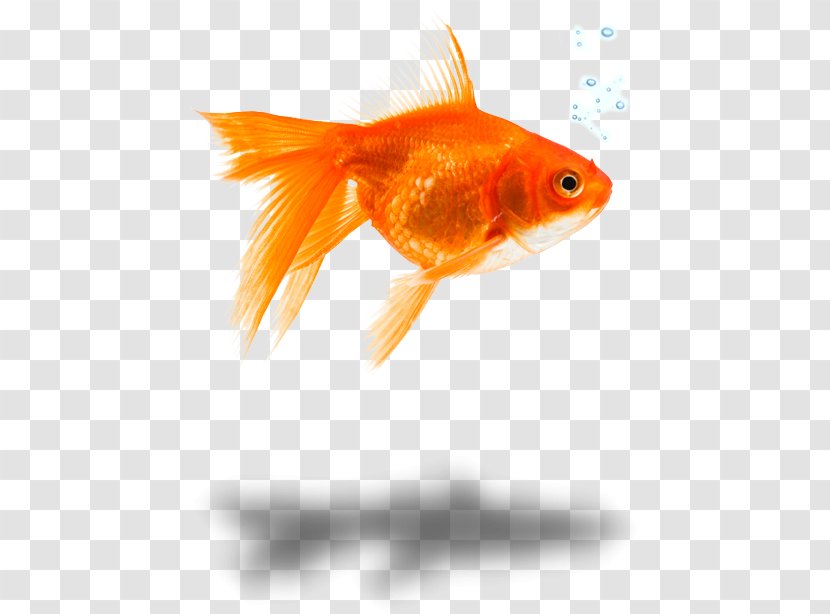 Goldfish Feeder Fish Marine Biology Close-up - Orange Transparent PNG