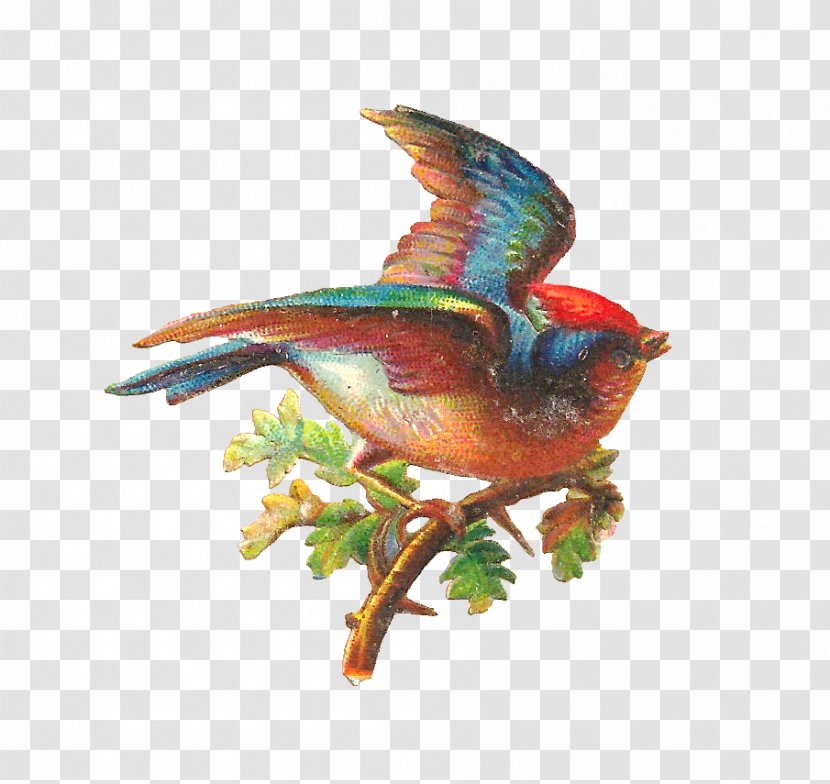 Bird Oak Clip Art - Fauna - Free Digital Graphics Transparent PNG