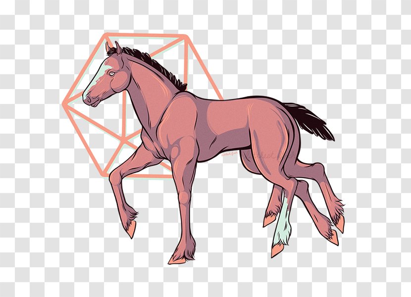 Foal Mane Stallion Mustang Mare - Colt Transparent PNG