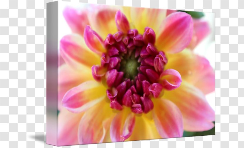 Dahlia Floristry Chrysanthemum Petal Close-up - Flower Transparent PNG