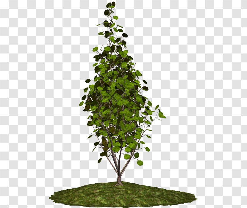 Tree Houseplant Branch Shrub - Plant - Brad Pitt Transparent PNG
