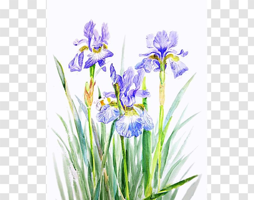 Northern Blue Flag Watercolor Painting Clip Art - Iris - Irises Transparent PNG