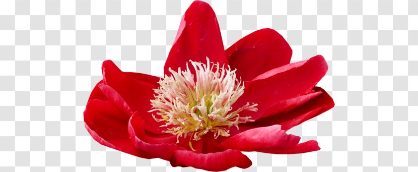 Petal Flower Blume Email - Flowering Plant Transparent PNG