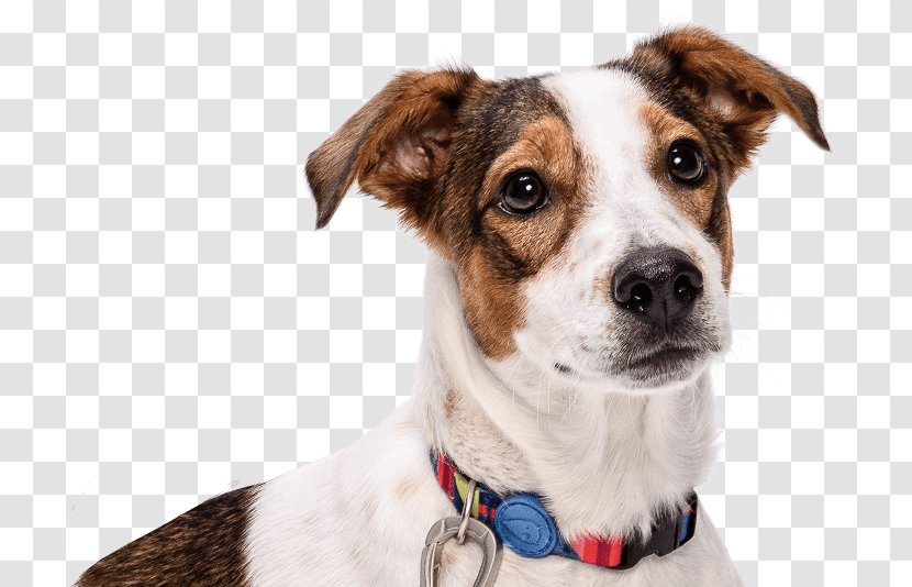 Dog Breed Leash Collar Transparent PNG