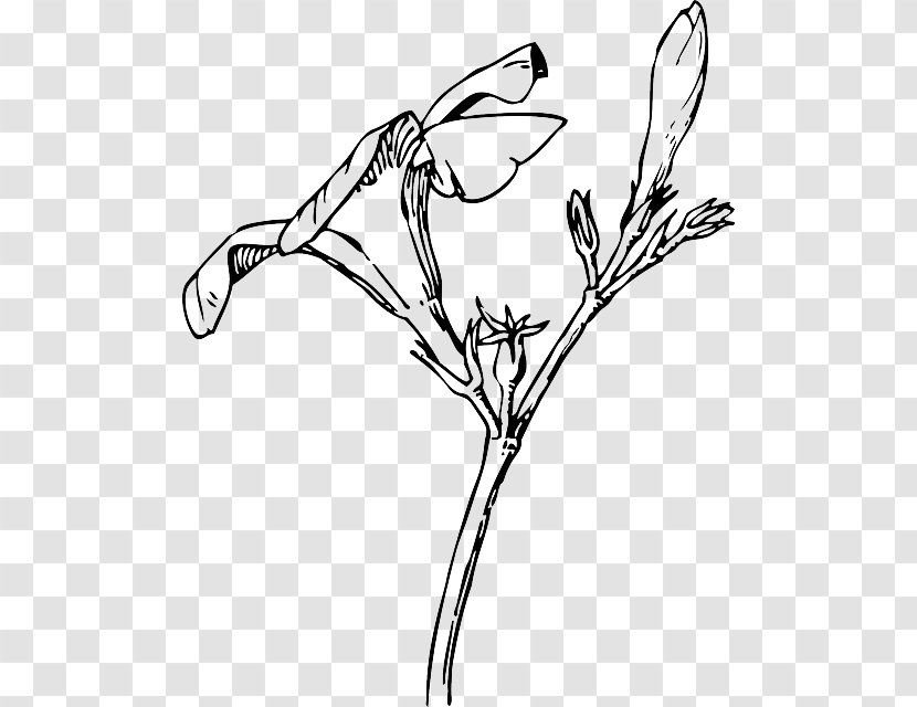 Nature Drawing And Design; Oleander Flower Bud Clip Art Transparent PNG